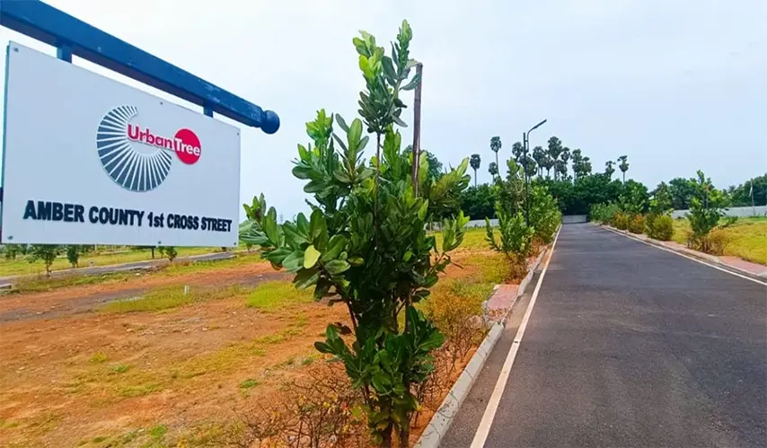 Urban_Tree_Amber_County_2