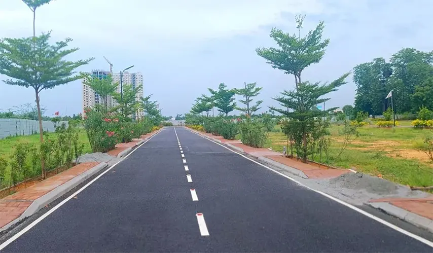 Urban_Tree_Amber_County_6