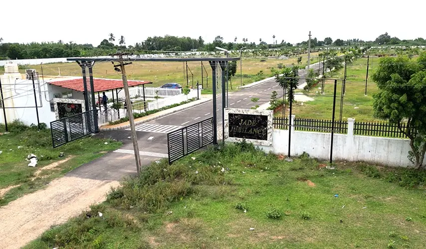 Urban_Tree_Jade_Jubilance_5