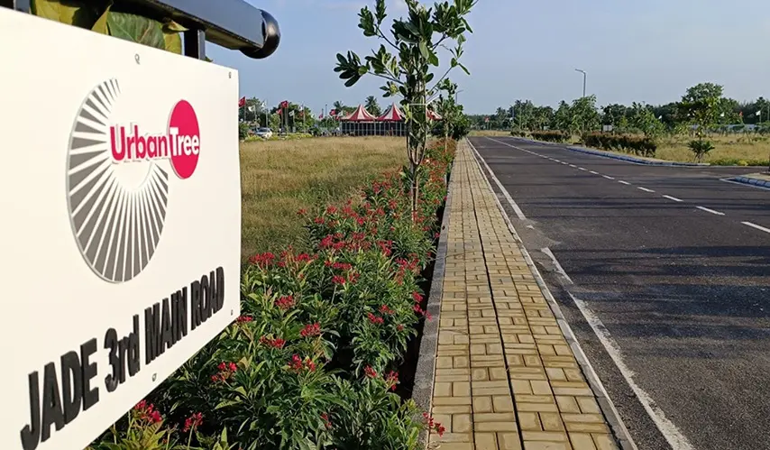 Urban_Tree_Jade_Jubilance_6